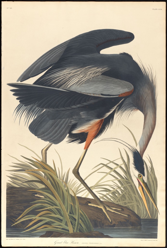 Great Blue Heron by John James Audubon